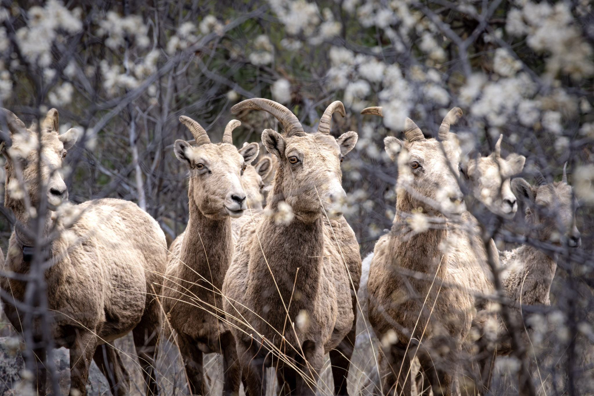 Bighorn Sheep
