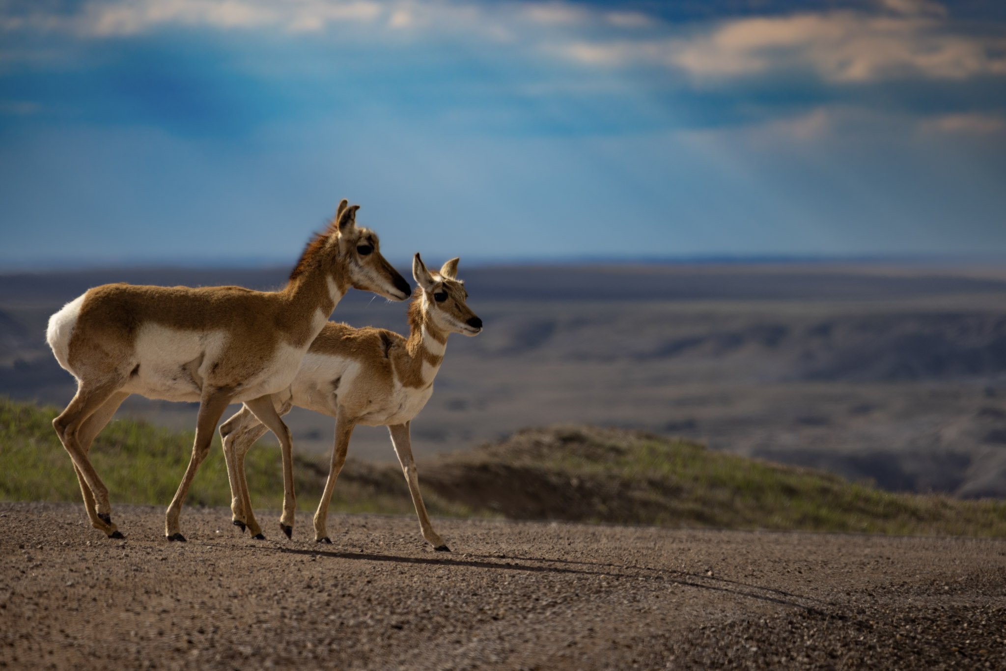 Pronghorn
