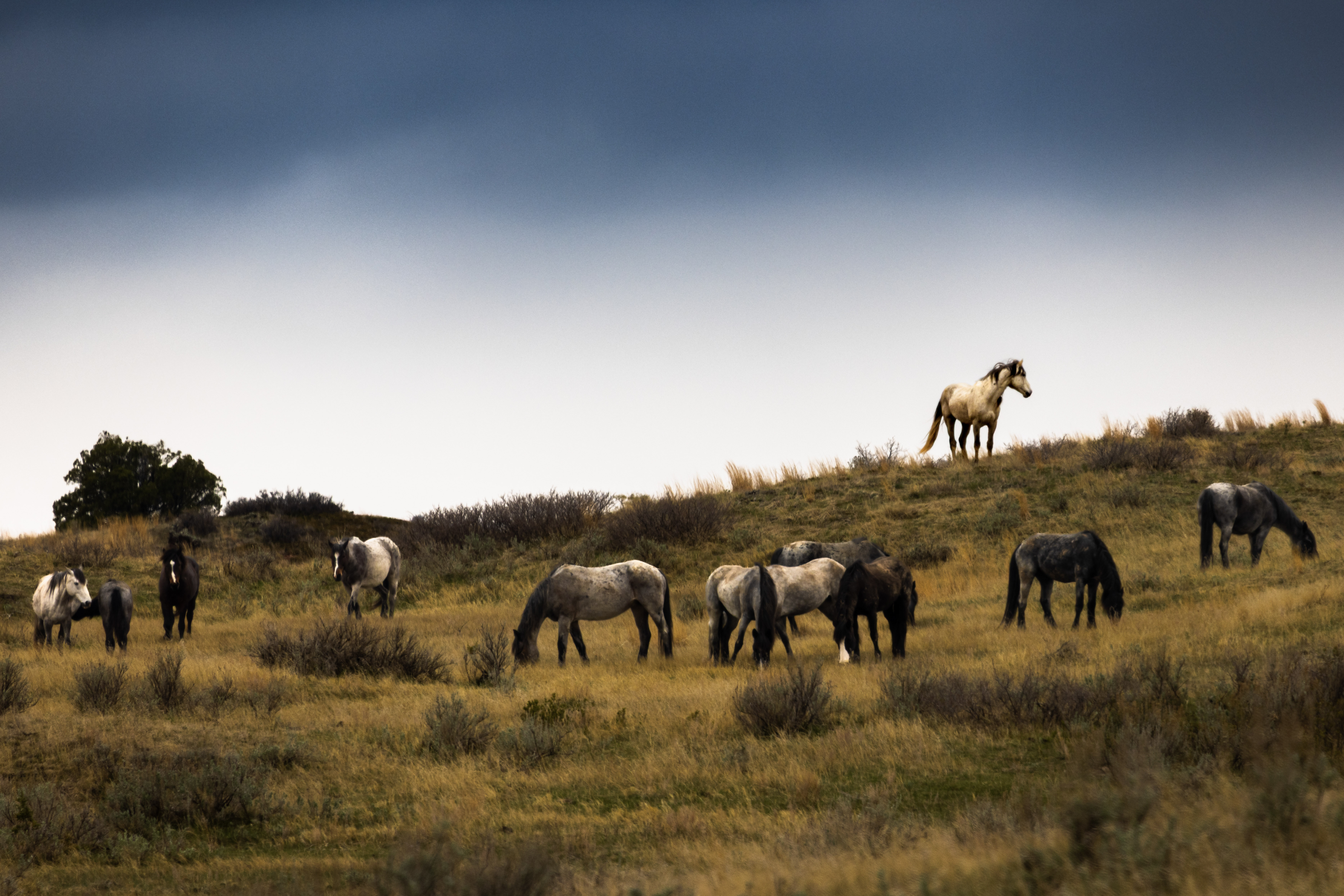Mustangs