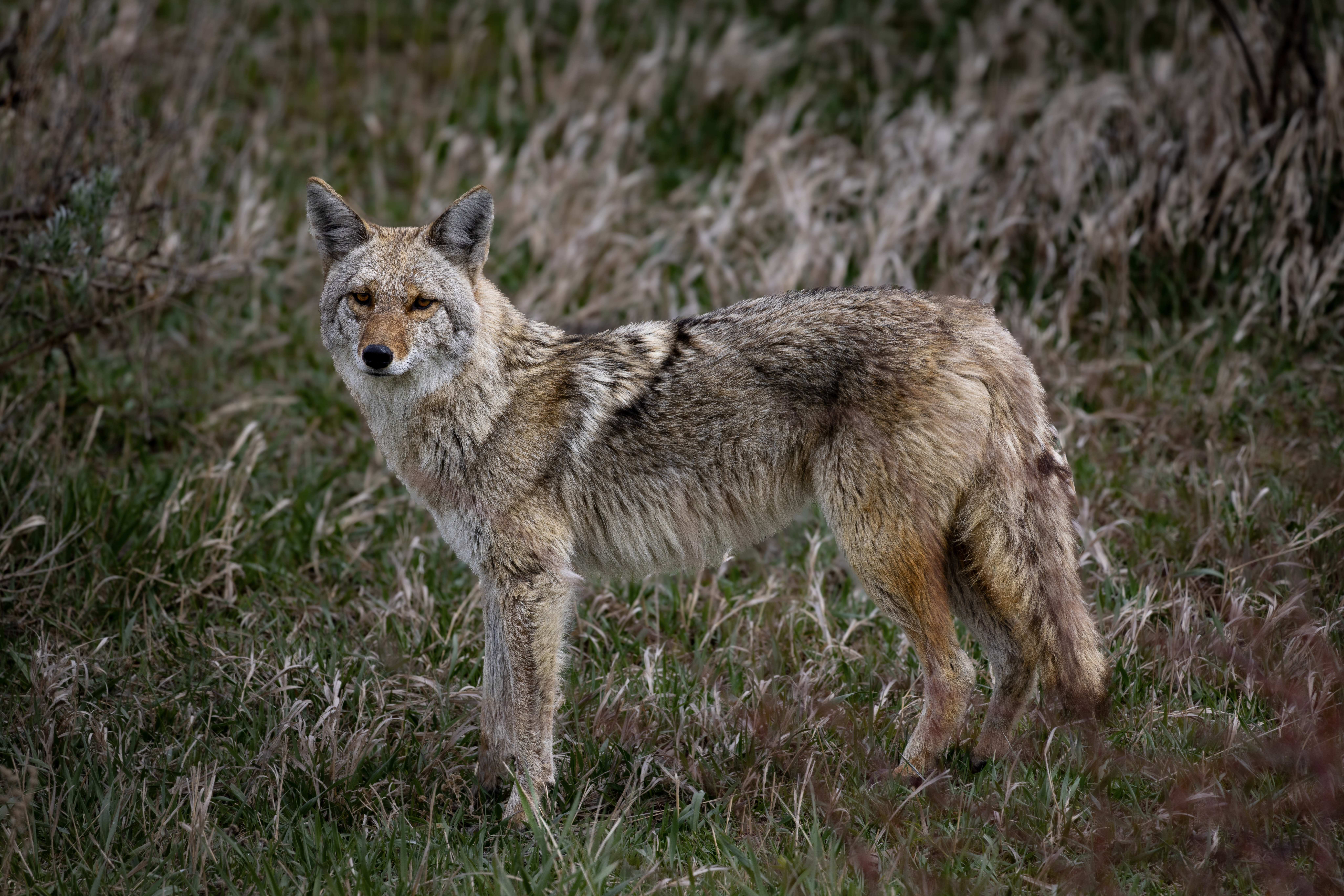 Coyote